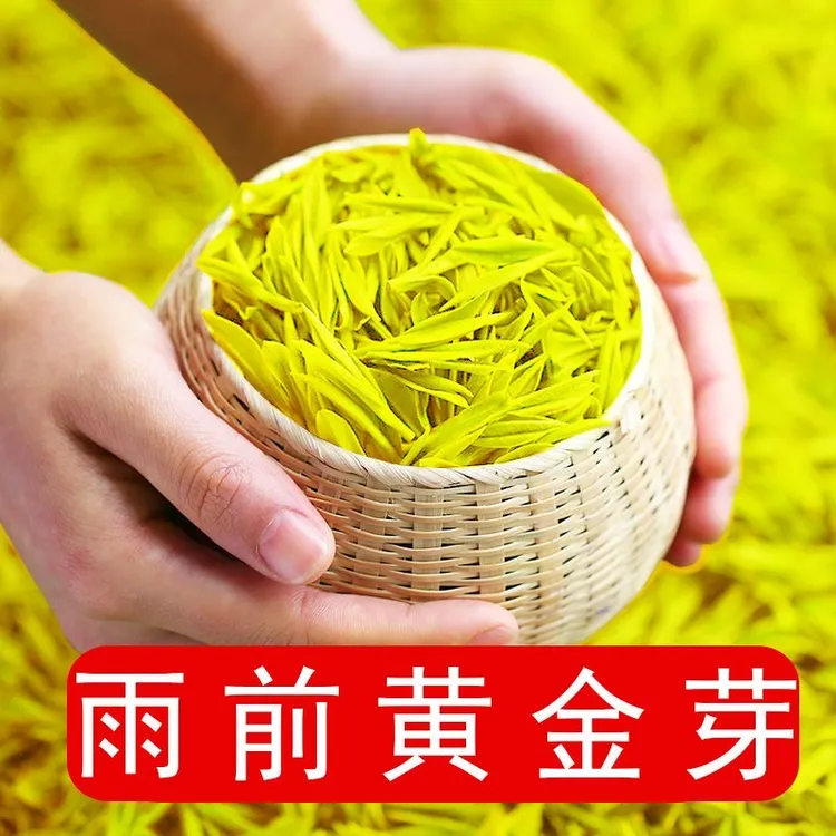 25年新茶春茶 高山浓豆香黄金芽 高山鲜爽甜绿茶茶叶【松州茗苑茶】