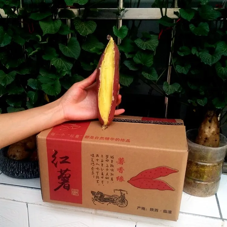 新鲜板栗香甜陕西临潼产地直销板栗薯心白小香薯山芋地瓜番薯红薯