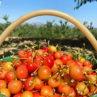 【自花授粉黄金车厘子】大盆黄蜜车厘子原盆原土带叶大樱桃嫁接苗