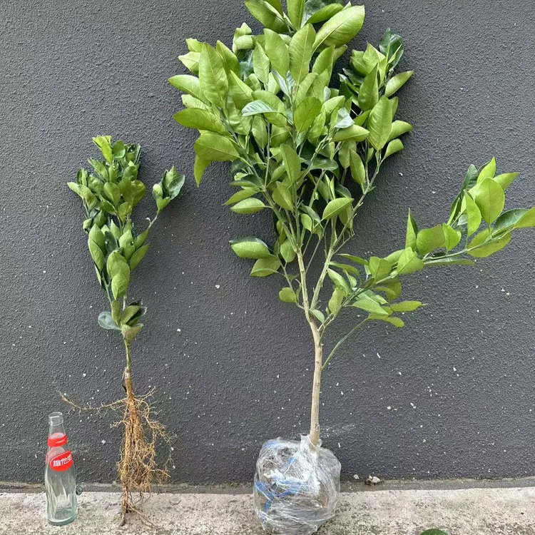 果树品种直播间一物一拍收货人手机号码后四位