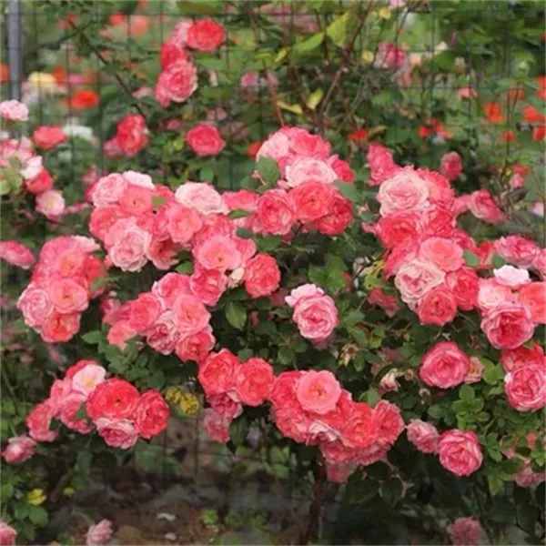 【1颗包邮】樱霞藤本月季爬墙拱门庭院阳台四季花卉爬藤月季花中苗
