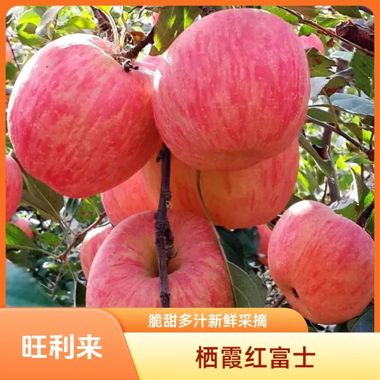 【顺丰包邮】烟台栖霞红富士苹果新鲜水果脆甜多汁当季苹果果园直发商品图