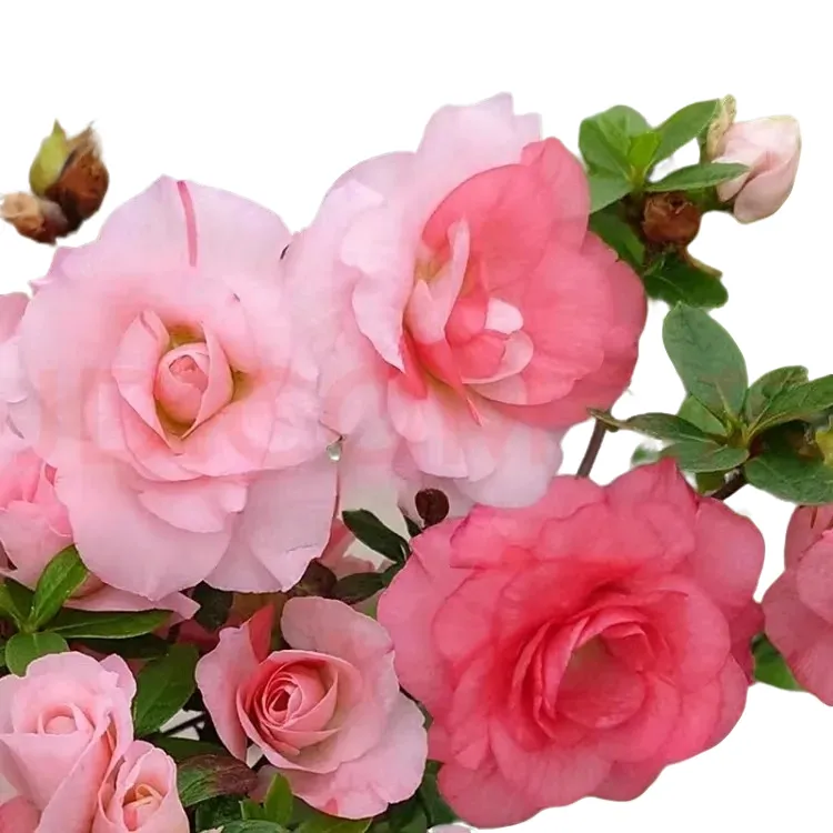 杜鹃花品种桃梅锦四季开花特大号重瓣花型大朵花原生苗花卉盆栽