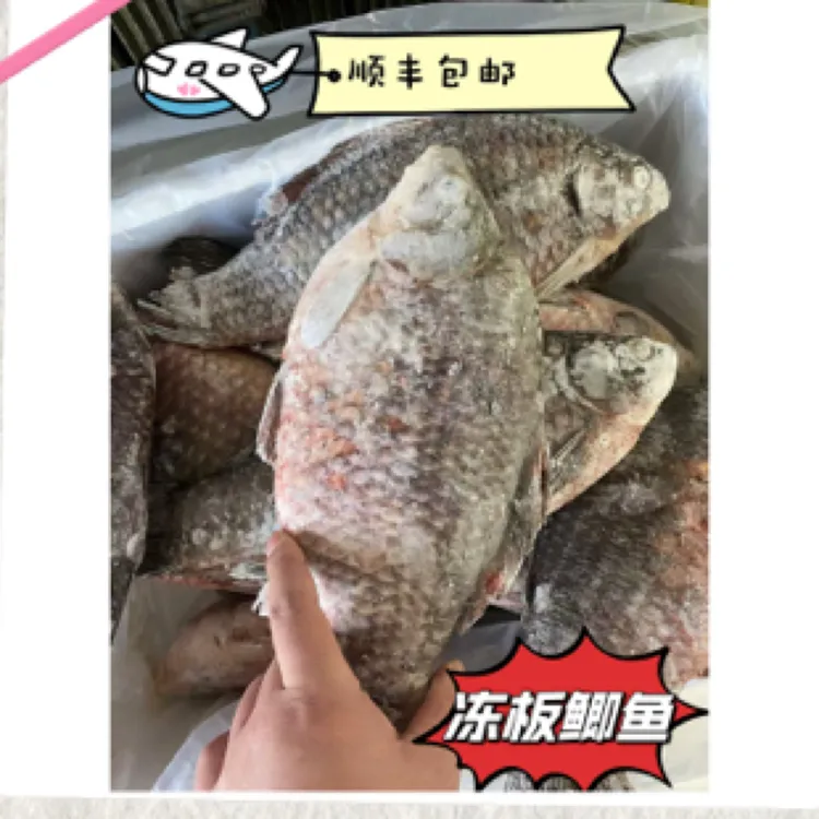 俄罗斯大鲫鱼 抚远冷冻发货【顺丰包邮】