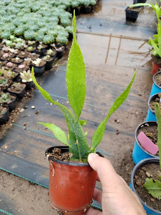 潮流植物昙花，印尼进口小叶昙花室内大果榕