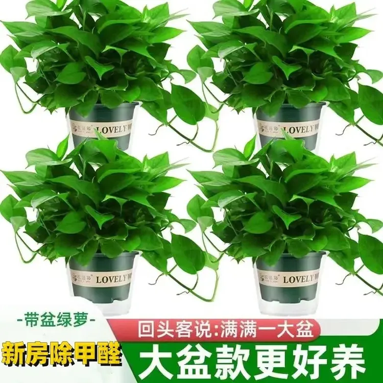 绿姬大盆绿萝桌面盆栽室内植物除甲醛绿箩长藤新房家用
