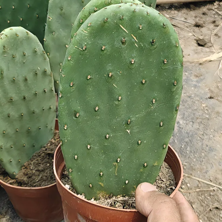 米帮塔食用仙人掌药用多肉植物嫁接美容绿植花卉盆栽夏季简单栽培