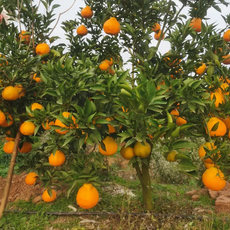 德乡仪品  粑粑柑  春见带箱10斤装山顶种植自然成熟