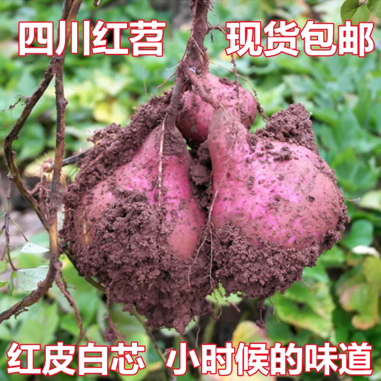 四川农家自种香甜红皮白心黄心红薯新鲜现挖板栗红苕烤地瓜特产
