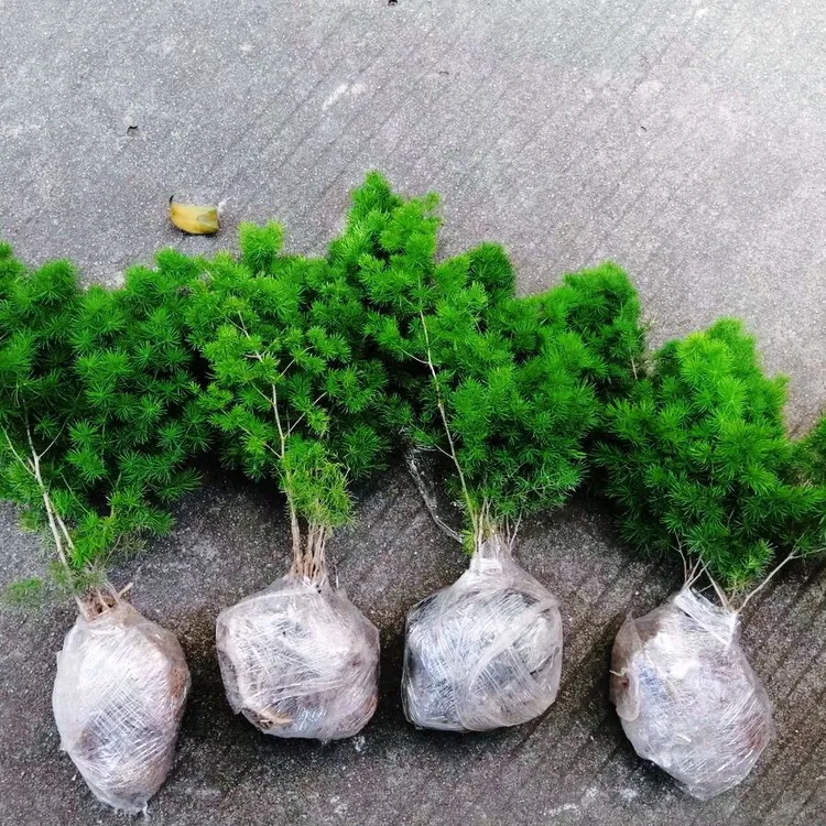 蓬莱松盆栽植物室内老桩花卉绿植招财水培好养活客厅迎客松小盆景