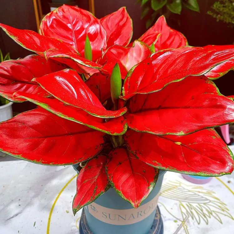 【富贵红】吉利红盆栽室内客厅净化空气植物红色花卉喜庆如意皇后
