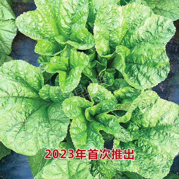 【鼎牌】糯嫩东汉菜 植株生长快 叶多茎少 口感糯嫩顺滑 抗病 抗虫