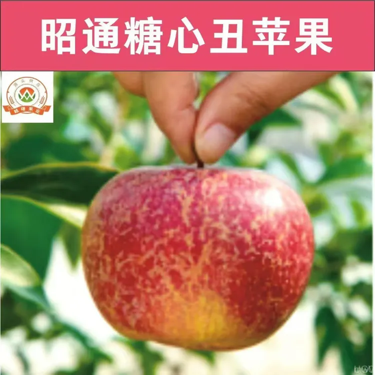 新鲜昭通丑苹果精选云南昭通丑苹果冰糖心丑苹果脆甜多汁嘎嘎好吃
