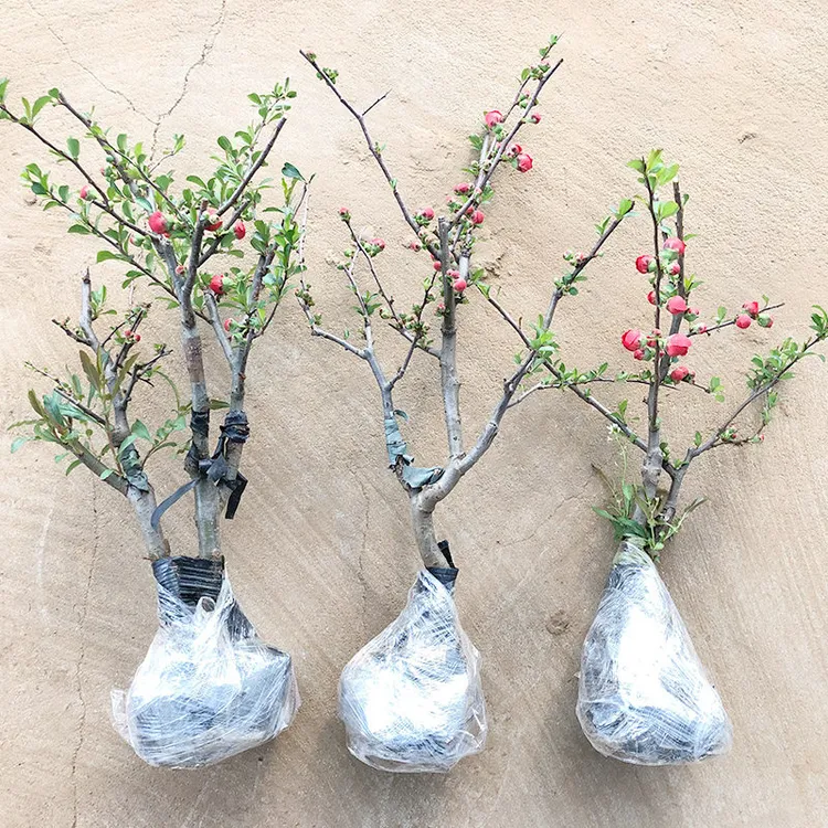 精品海棠花盆栽树苗老桩长寿冠阳台庭院花卉绿植物盆景长寿冠海