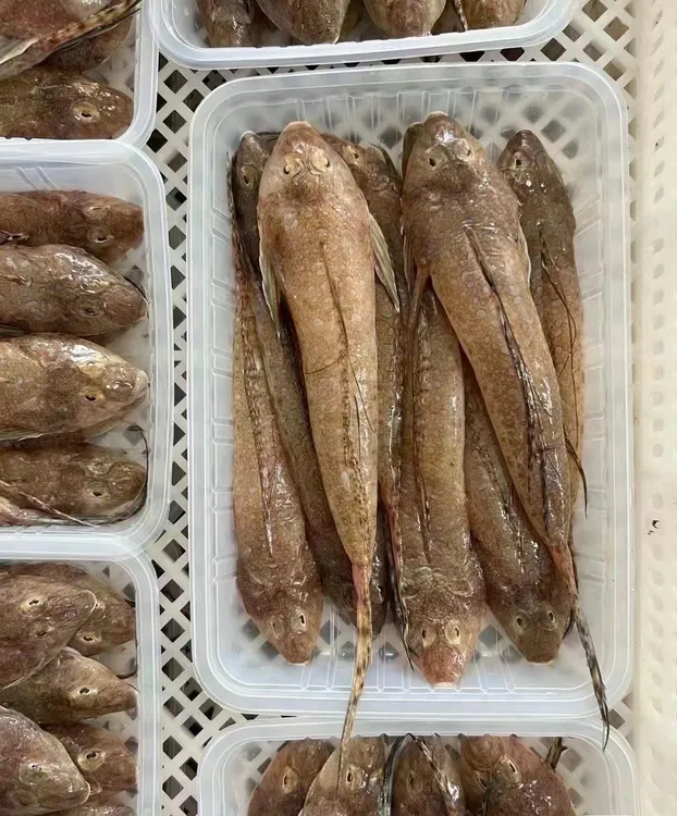 鸡腿鱼-5斤大箭头鱼 本港野生海捕，洗杀净400g/盒