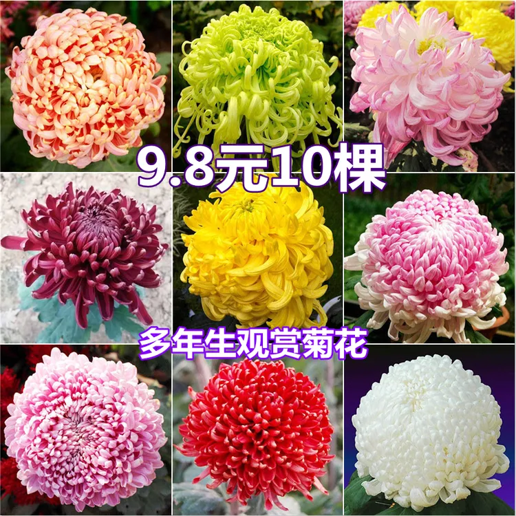 10棵菊花苗多年生植物四季开花大菊花盆栽室内外阳台庭院花卉绿植