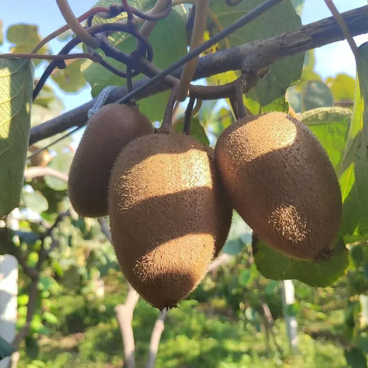 翠香猕猴桃5斤装