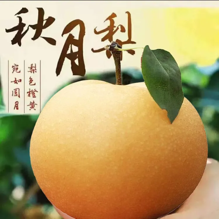 【精品秋月梨】正宗山东秋月梨新鲜水果应季现摘现发皮薄