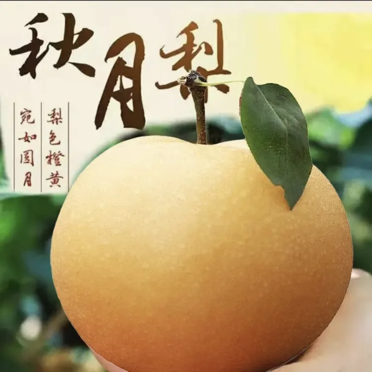 【秋月梨】正宗山东秋月梨新鲜水果脆甜多汁冰糖梨现摘现发皮薄香甜
