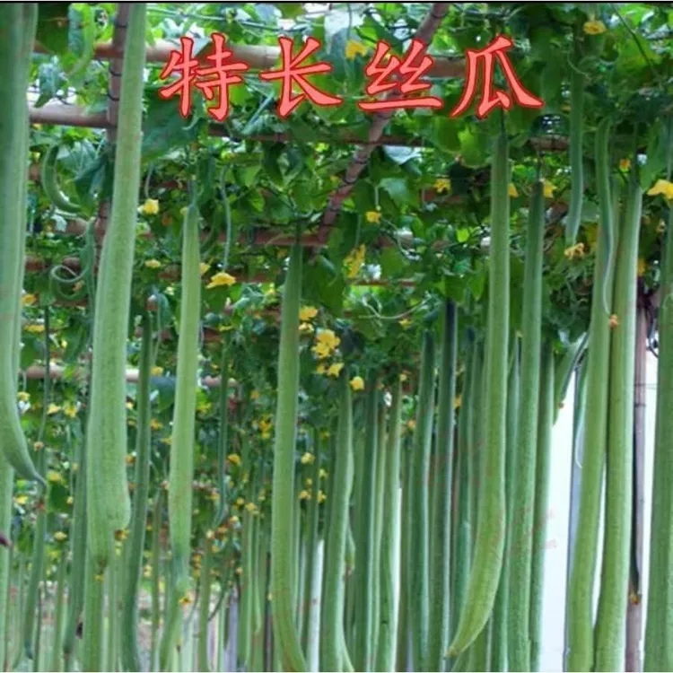 【特长丝瓜种子】高产早熟蛇形丝瓜种子小院蔬菜可盆栽丝瓜肉丝瓜商品图