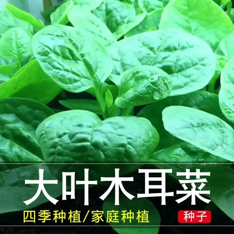 【大叶木耳菜种子】大叶木耳菜种子阳台盆栽菜种蔬菜种子四季阳台