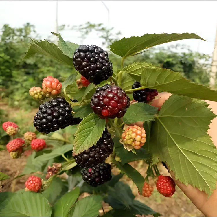 黑树莓种子四季播种阳台盆栽小院种植简单夏季开花高产水果