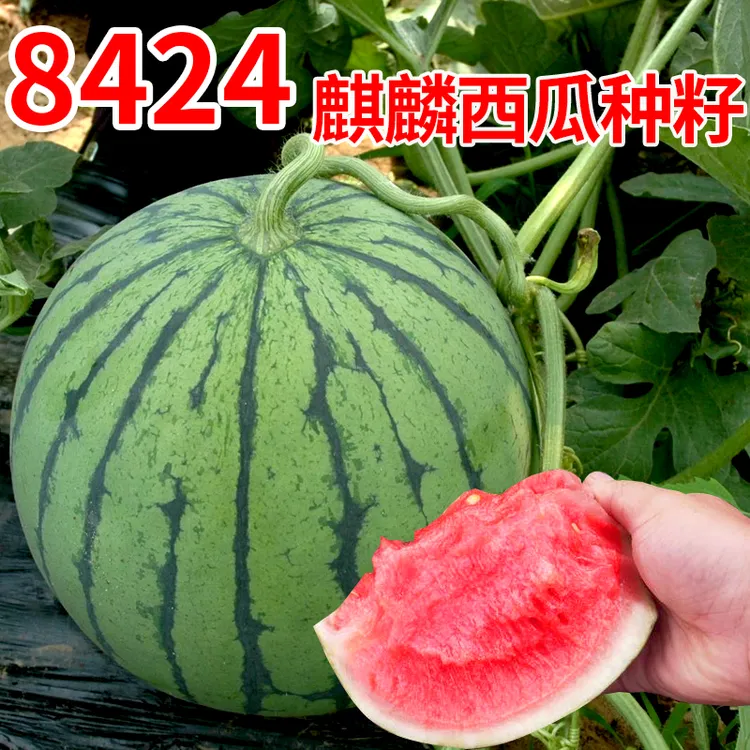 8424麒麟无籽美都西瓜种籽大全种子水果瓜果苗小南方蔬菜苗秧种孑