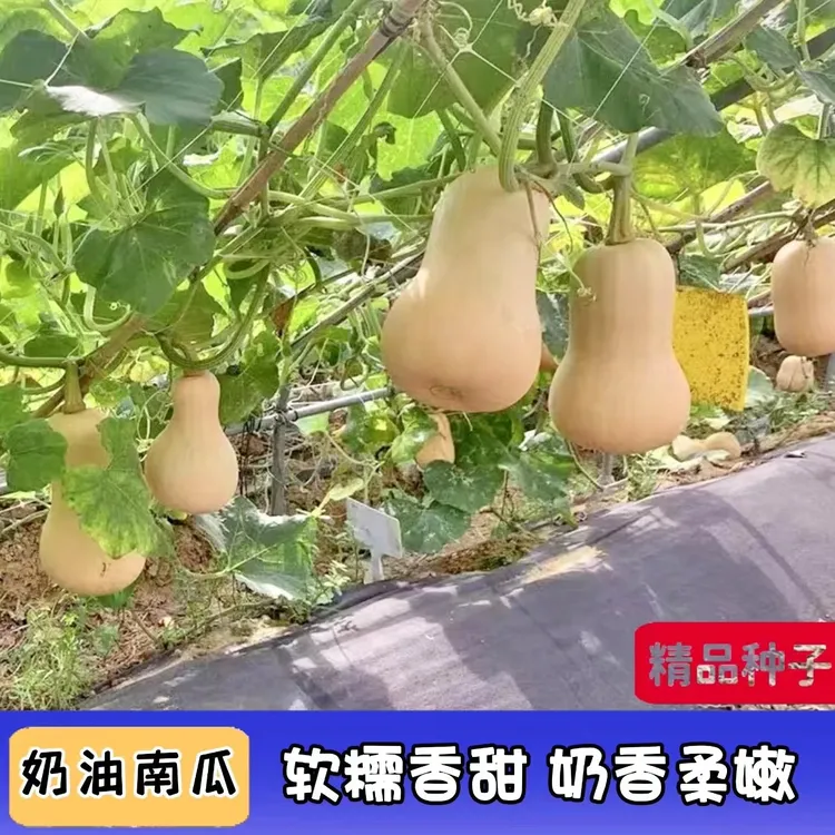 【奶油南瓜种子】香甜软糯四季种植蔬菜种子
