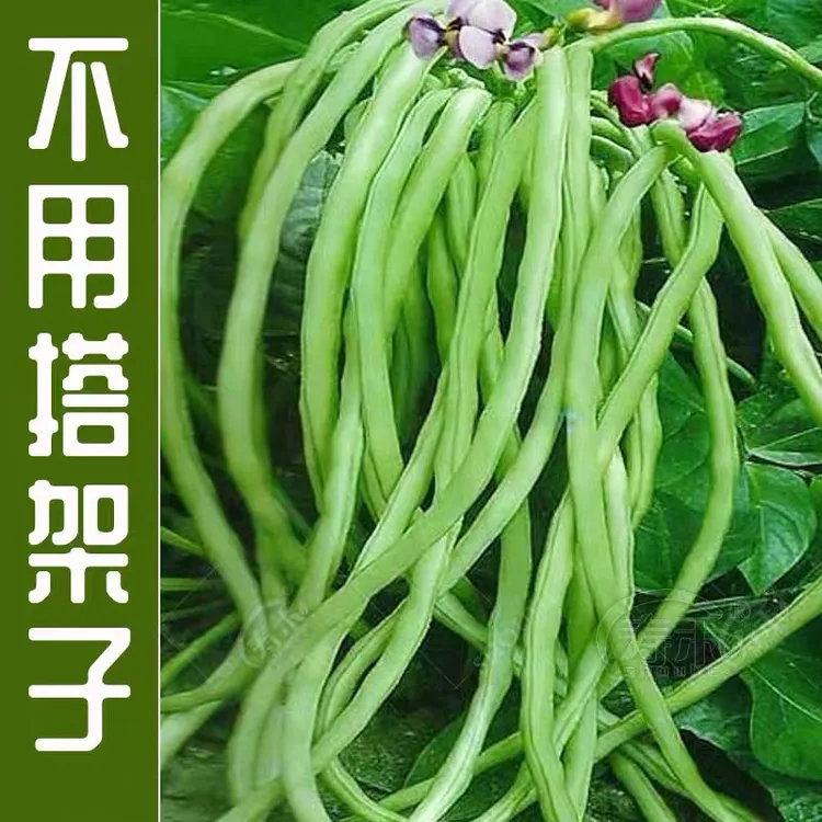 无架豇豆种子四季庭院盆栽不搭架蔬菜种籽