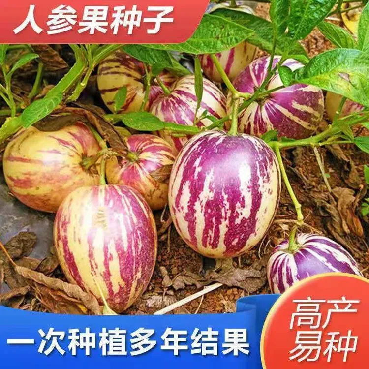 人参果种子四季播种阳台盆栽小院种植简单夏季开花高产水果