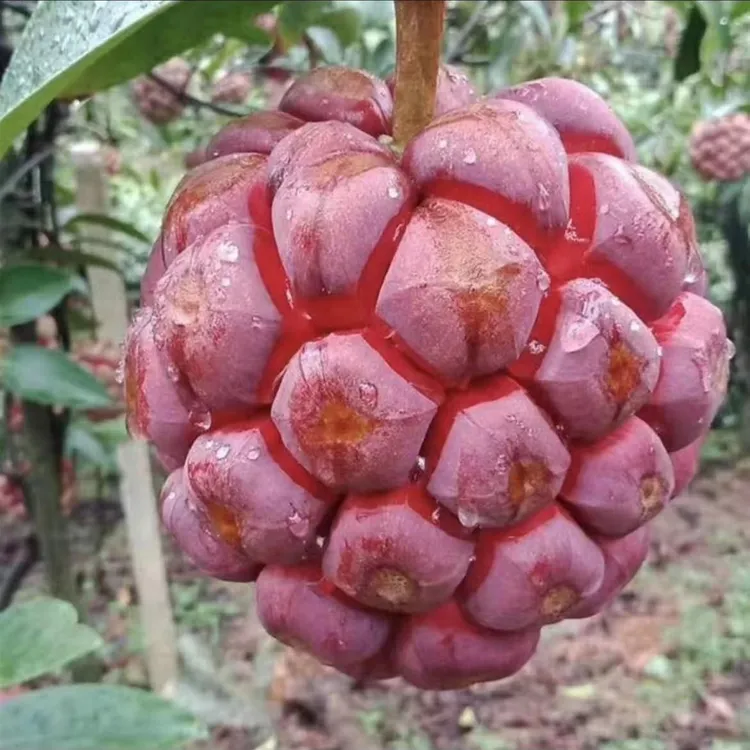 黑老虎种子布福娜四季播种阳台盆栽小院种植简单高产水果