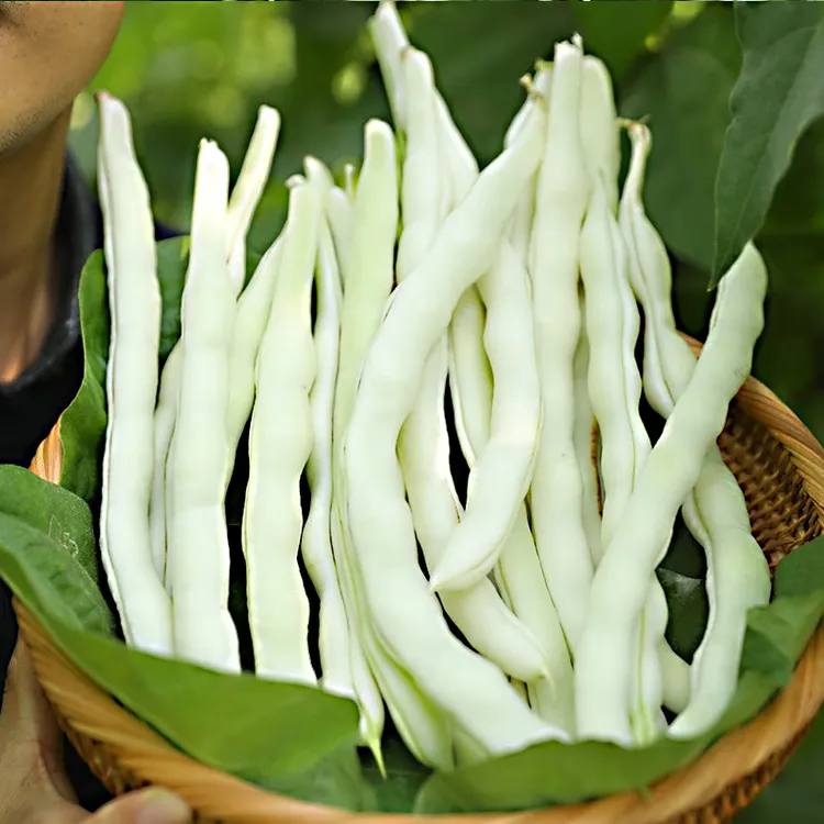 白不老摘不败豆角种子九粒白芸豆种籽四季豆阳台蔬菜老来少豆种孑