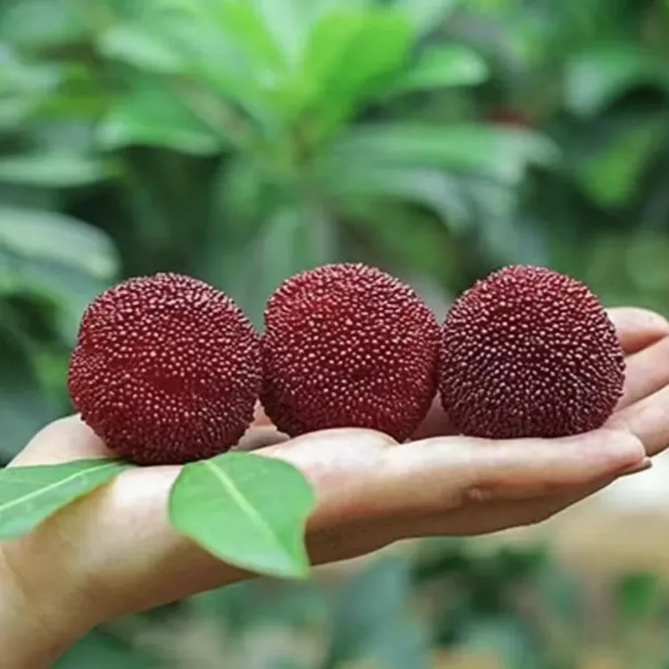 【东魁杨梅种子】黑炭杨梅果树阳台庭院盆栽地栽南北方东魁杨梅