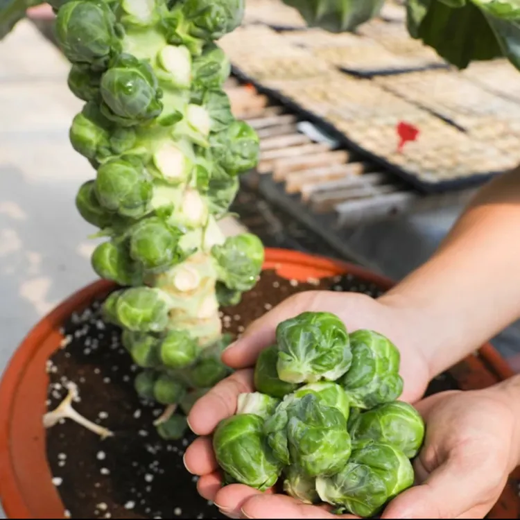 【9.9元3包】抱子甘蓝种子盆栽地栽蔬菜春秋播蔬菜菜种子阳台种植
