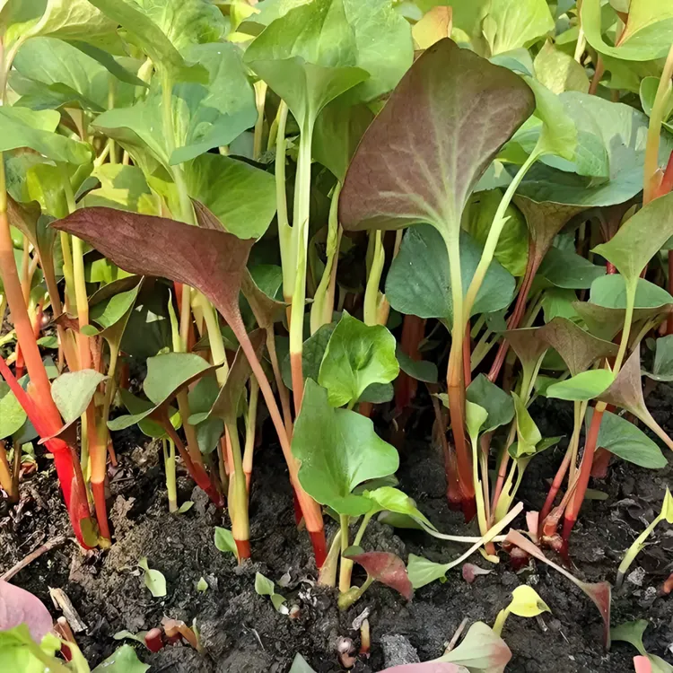 鱼腥草种子折耳根种子四季种植阳台庭院盆栽地载泡沫箱蔬菜种植