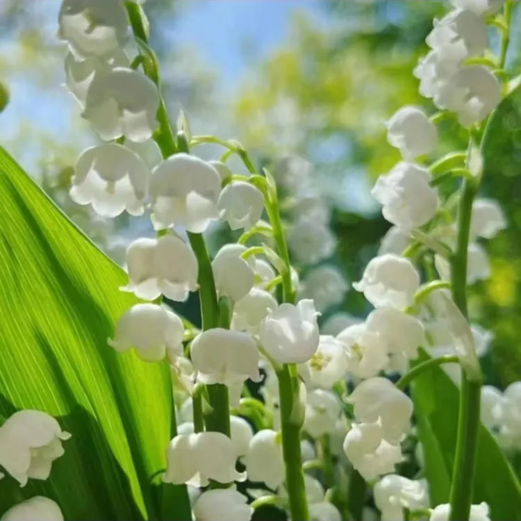 【香水铃兰花】铃兰花花卉绿植盆栽四季开花室内客厅外耐寒耐冻好养
