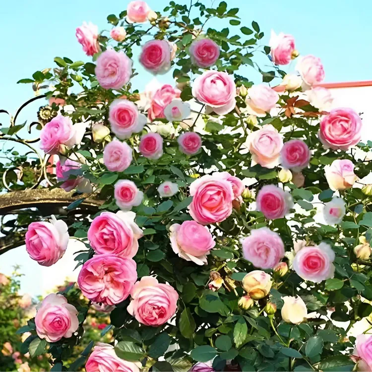 混色爬藤蔷薇花种子庭院花海四季开花好养易活阳台盆栽花卉种子