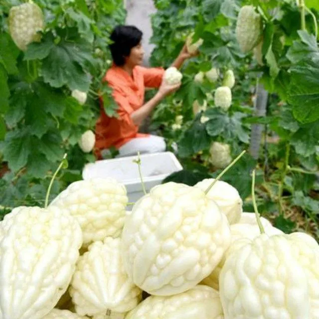 苹果苦瓜种子四季播种阳台盆栽小院种植简单高产水果