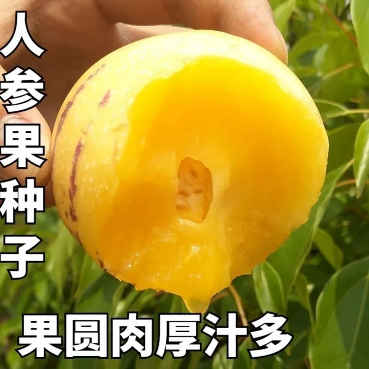 【人参果种子】四季种人生果多年生高产庭院阳台盆栽水果籽