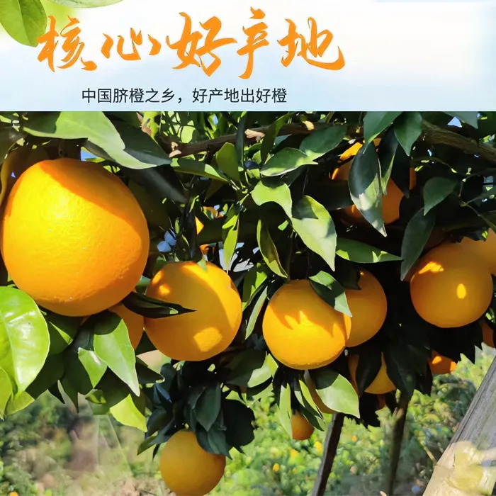江西赣南信丰脐橙新鲜橙子当季水果皮薄香甜