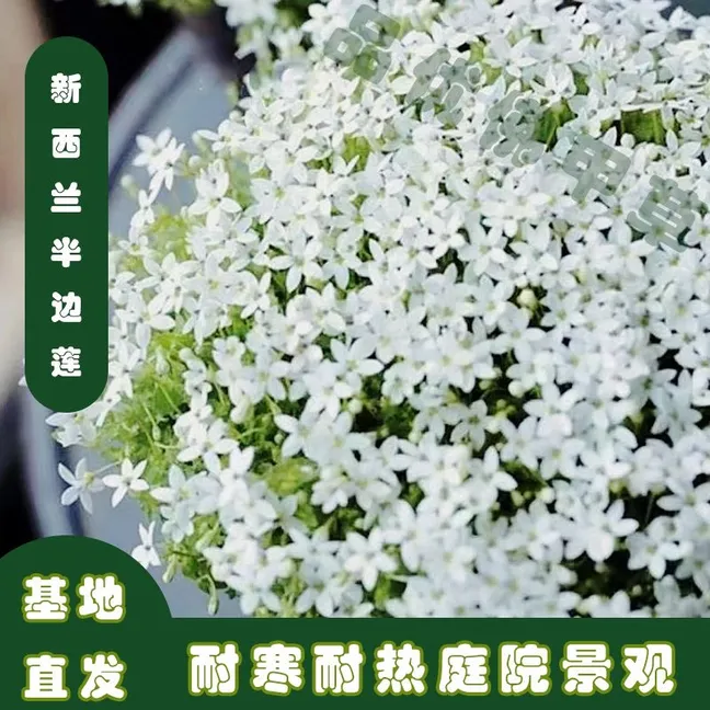 新西兰半边莲多年生四季常绿草坪耐寒耐旱庭院盆栽绿化宿根易成活