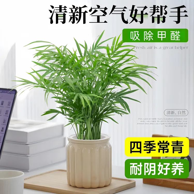 袖珍椰子水培植物富贵椰子盆栽绿植办公室内客厅花卉散尾葵凤尾竹