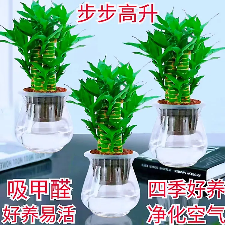 步步高富贵竹盆栽办公室内桌面吸甲醛植物净化空气花卉绿植荷花竹