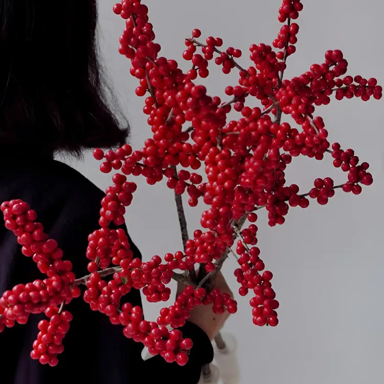 【椿槿花卉】冬青 冬日里温暖热烈的果实 云南鲜花直发