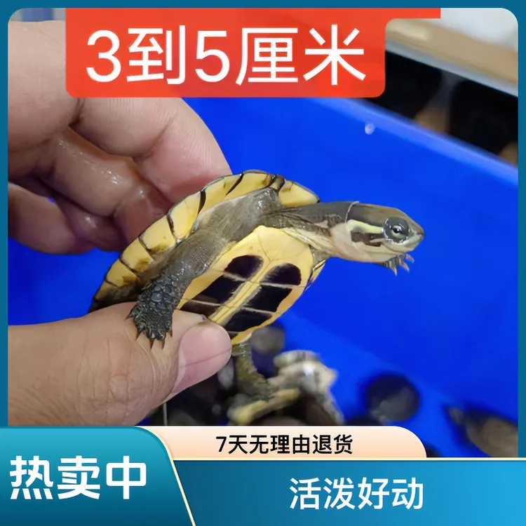 石金钱龟活体石龟苗观赏龟南石情侣龟南石龟小宠物小乌龟活物龟苗