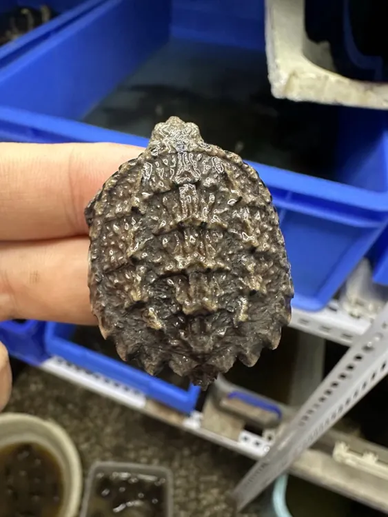 鳄龟鳄鱼龟北美小鳄龟活体鳄鱼龟杂佛纯佛凶猛宠物龟优质小鳄龟苗