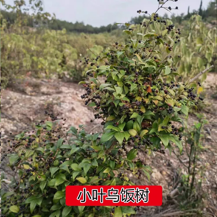 乌饭树苗树桩乌饭树大苗小苗中苗南烛树苗黑米乌饭染料