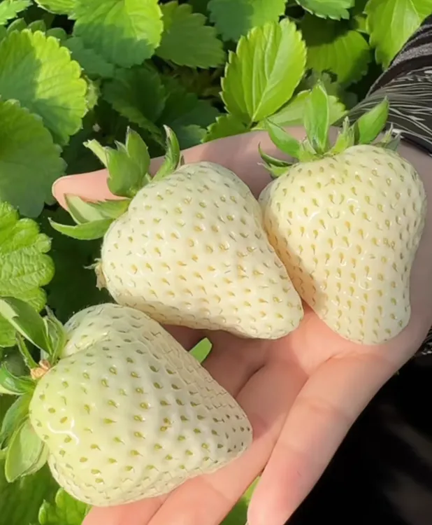 ——梦之芙草莓苗——