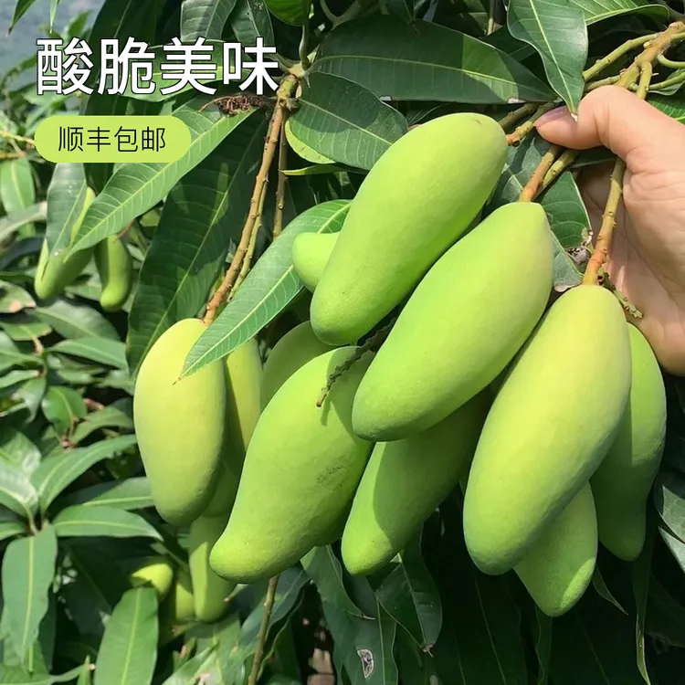 【顺丰快递】海南新鲜发货随机大小食用象牙芒酸脆生芒果坏果包赔
