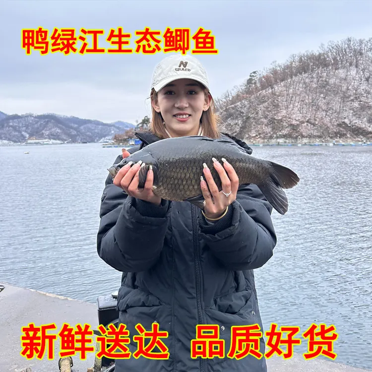 鸭绿江生态黄金鲫鱼/黑贝金鳞鲫鱼5斤（每条0.5斤-2斤不等）